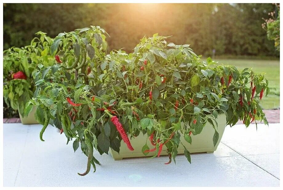 Острый перец мелкий фото Перец острый "Кайен" (лат. Cayenne Pepper) семена 5шт - купить по выгодной цене 