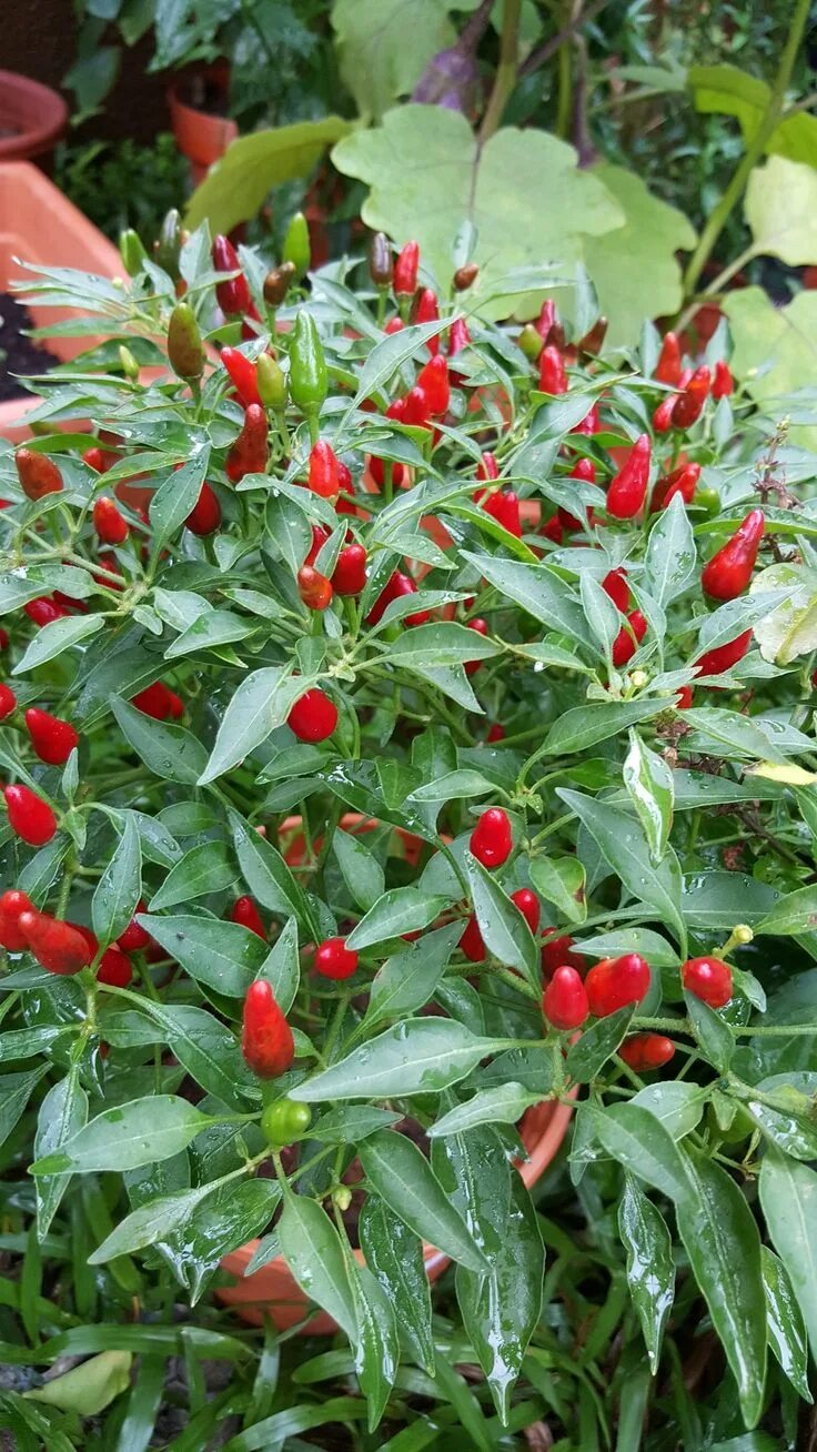 Острый перец мелкий фото Growing Chili Peppers: The Complete Guide to Plant, Care, and Harvest Chilies Pl