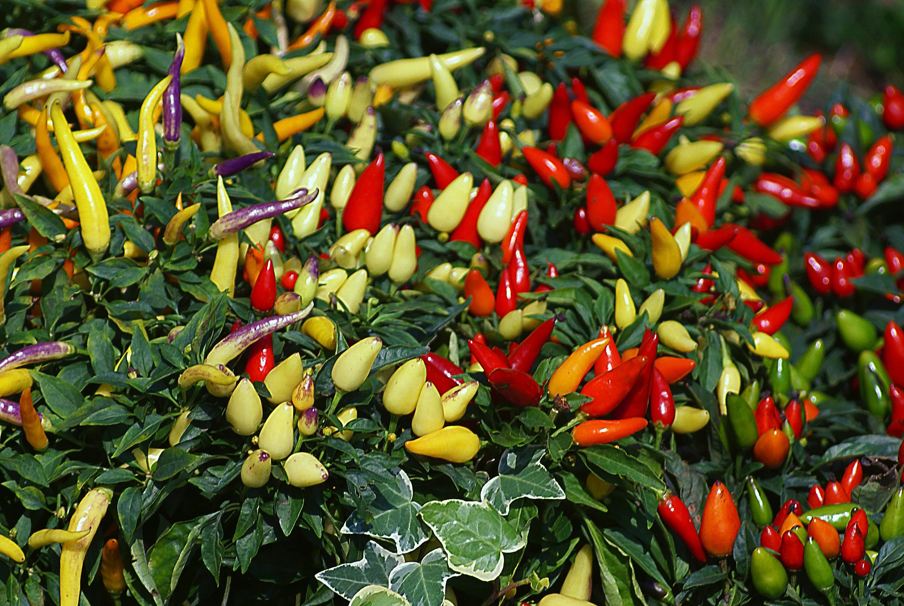 Острый перец мелкий фото Colorful decorative peppers on plants free image download