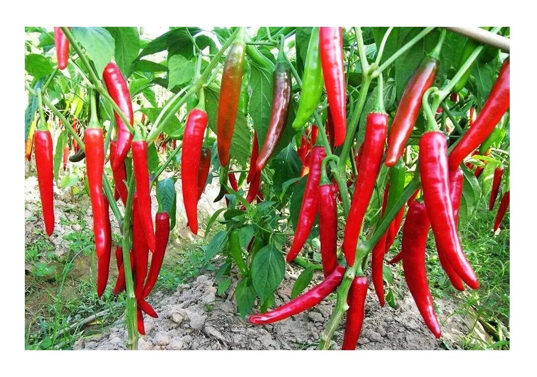 Острый перец сорта с фото Рассада перец Агродекор Змей Горыныч AGRO4145 10 шт. - купить в Москве, цены в и