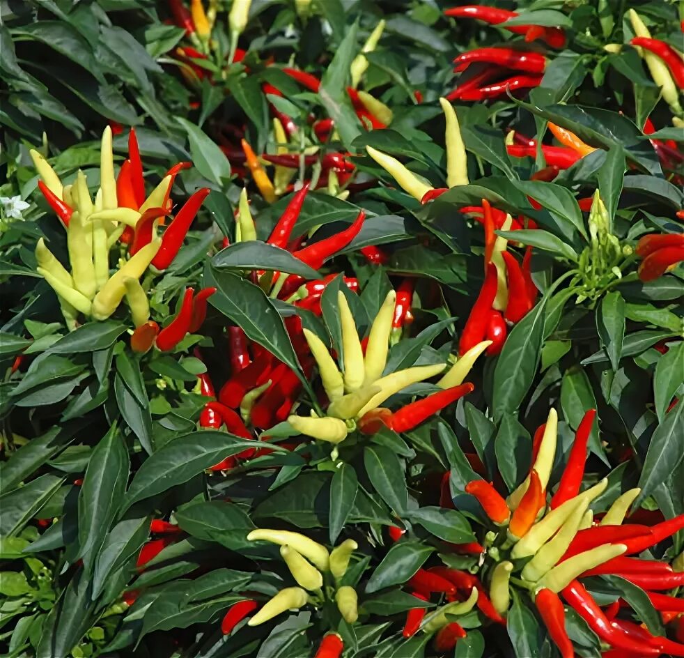 Острый перец сорта с фото USAID and TDAP partnership to help Chilli production in Pakistan - Mettis Global