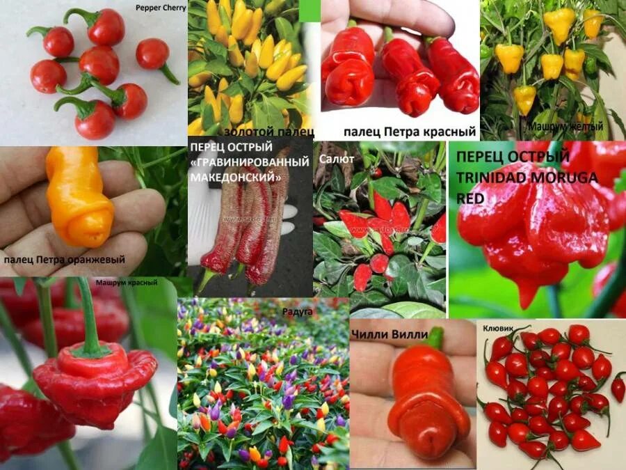 Острый перец сорта с фото Сорта острого перца фото и названия Фитостудия-63.ру