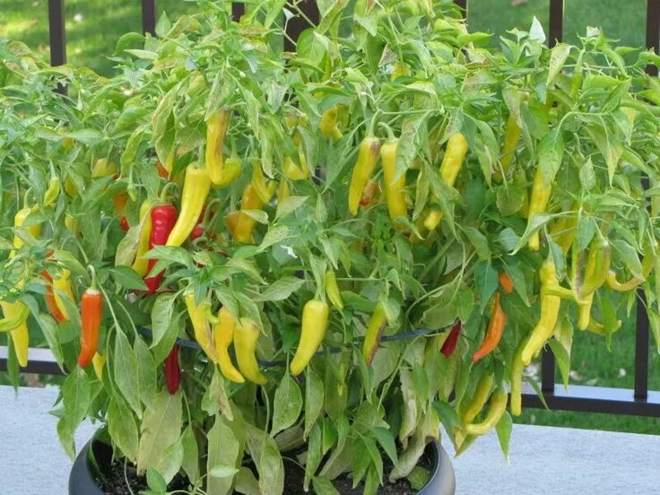 Острый перец желтый сорта фото Piment hungrian yellow hot max Potager, Piment, Tomates