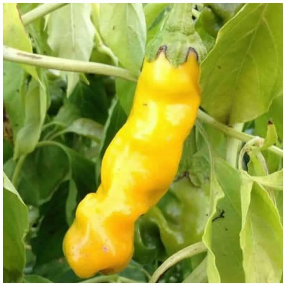 Острый перец желтый сорта фото Семена Орешка Перец острый Peter pepper yellow 5 шт. - купить в интернет-магазин