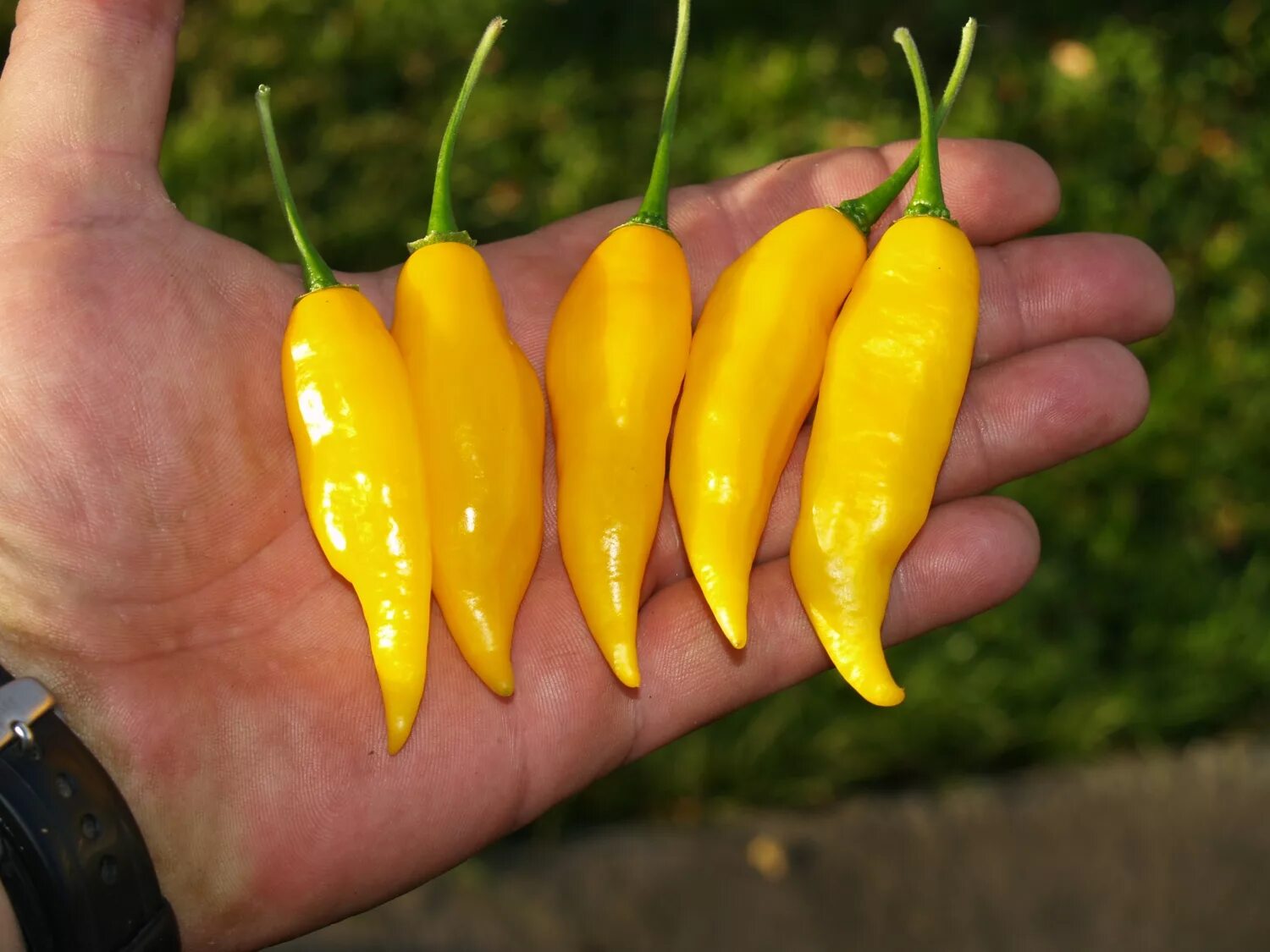 Острый перец желтый сорта фото Острый перец Limon