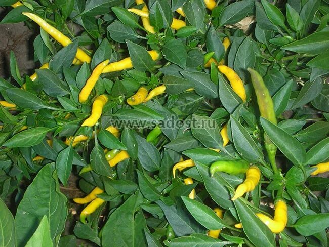 Острый перец желтый сорта фото Семена:Перец острый Кайенский жёлтый /Cayenne Gold/. Перец острый, Семена овощей