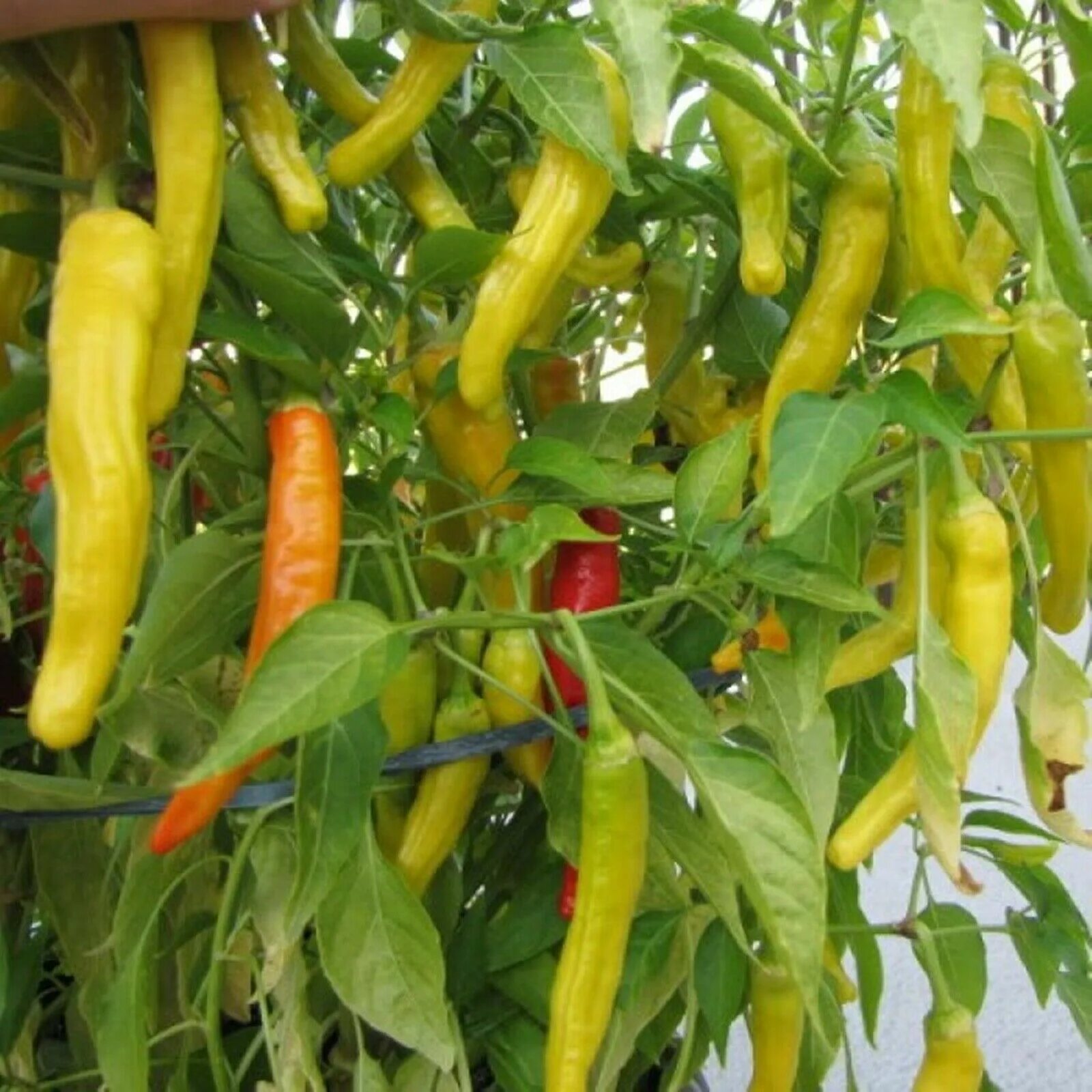 Острый перец желтый сорта фото Chili Hungarian Yellow wax - The Exotic Seed Emporium