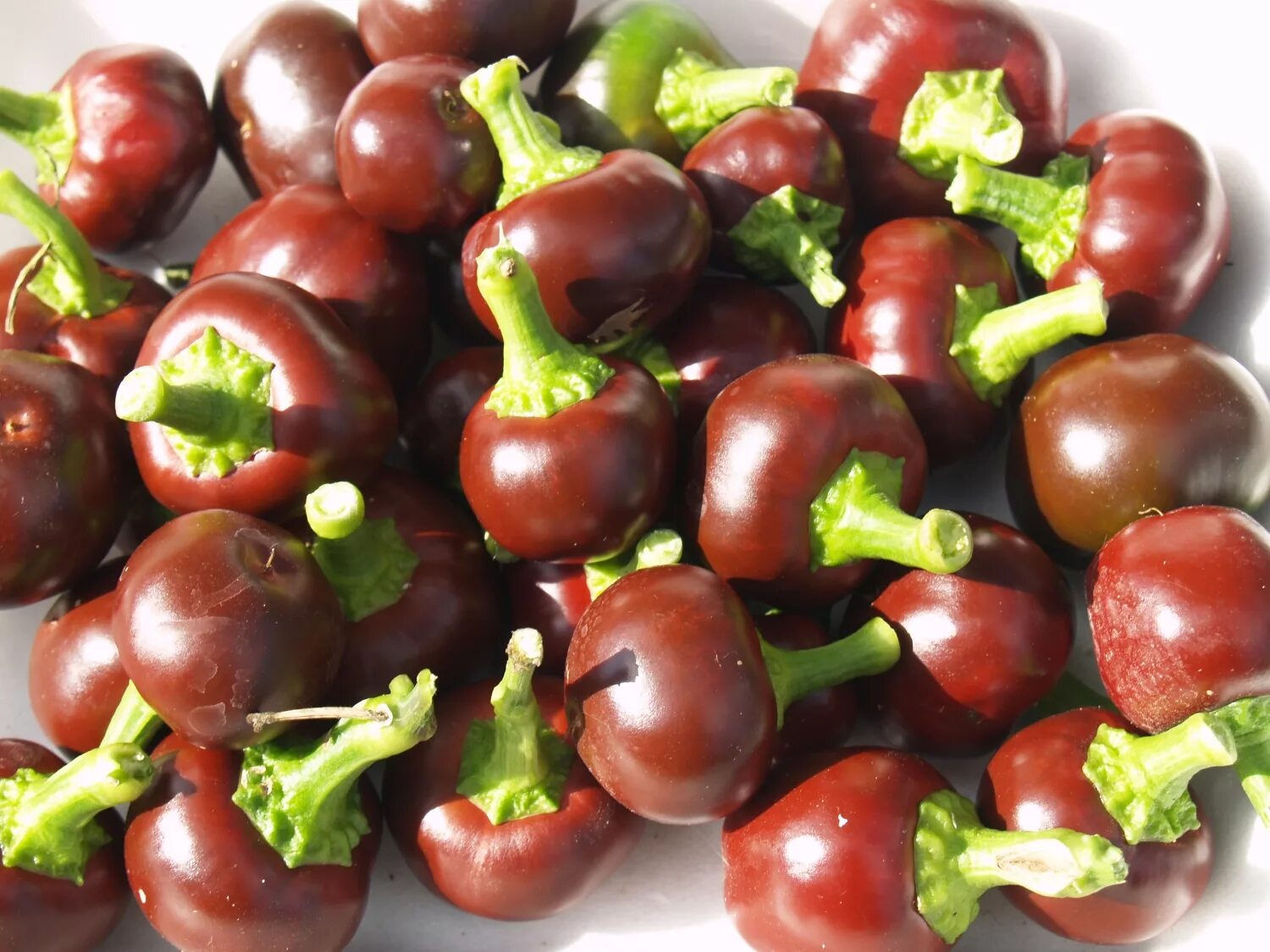 Острый перец звонок отзывы фото Острый перец Chocolate Cherry