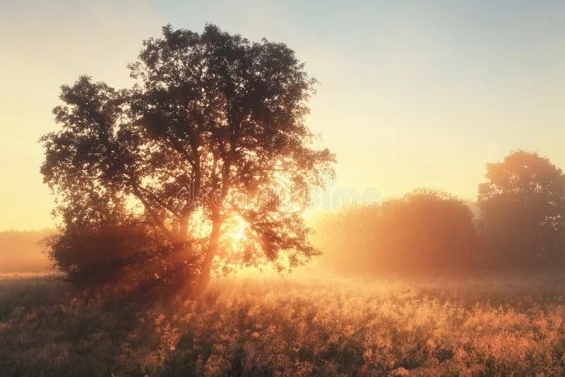 Освещенная солнцем фото Bright Sunbeams Illuminate Meadow Stock Image - Image of meadow, light: 95618825