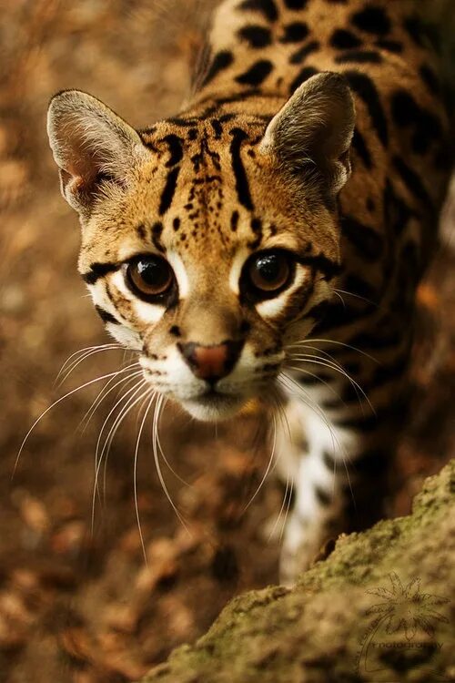 Оцелот фото животного Ocelot by Monsta90 on deviantART on We Heart It Small wild cats, Animals beautif