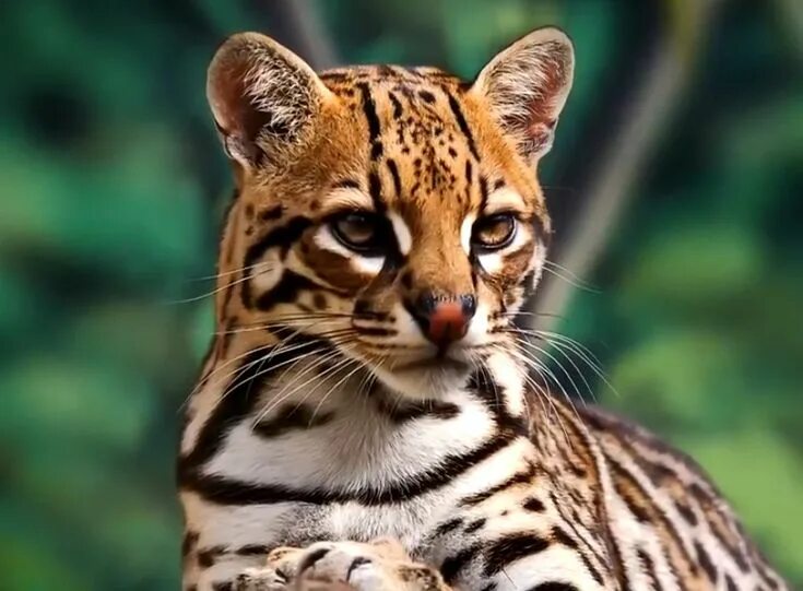 Оцелот фото животного Ocelot Animals, Ocelot, Tiger