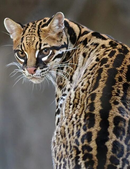 Оцелот кошка фото Clouded Leopard Small wild cats, Beautiful cats, Exotic cats