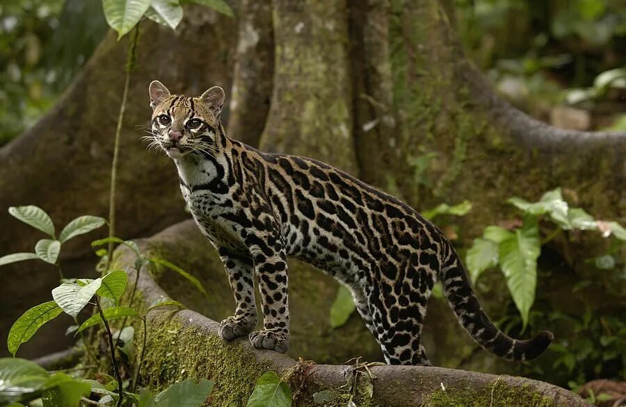Оцелот кошка фото Leopardus pardalis Small wild cats, Wild cats, Ocelot