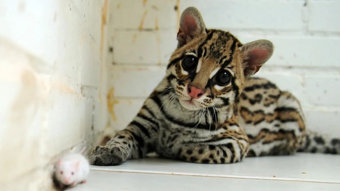 Оцелот кошка фото I Tried to Impregnate an Ocelot With Frozen Sperm From a Dead Cat