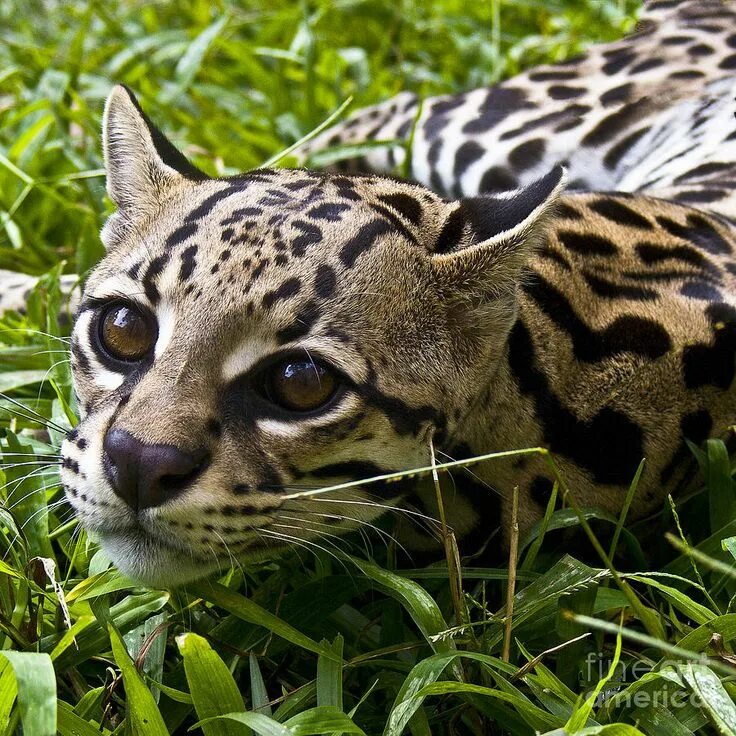 Оцелот кошка фото ocelot Small wild cats, Wild cats, Animals