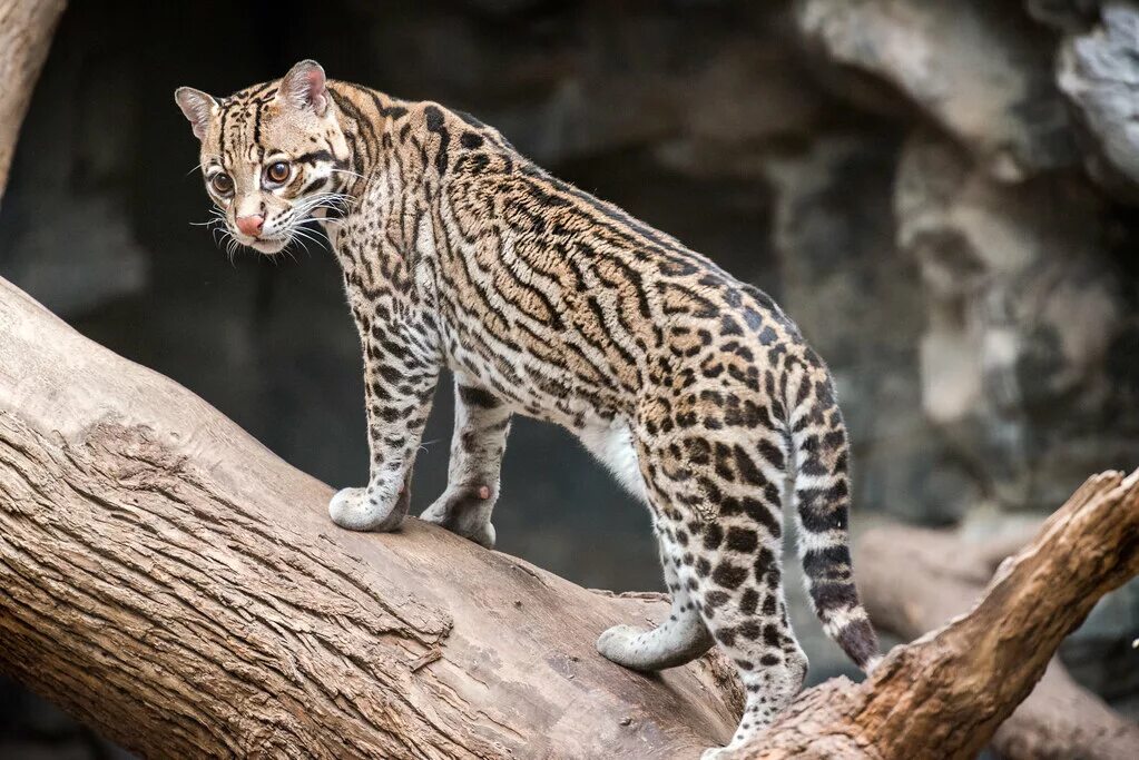 Оцелот кошка фото Ocelot Standing on a Branch Eric Kilby Flickr