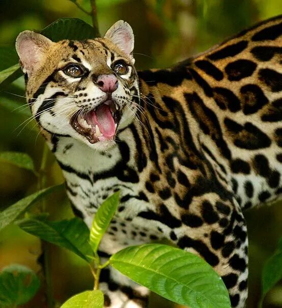 Оцелот кошка фото Ocelot Wild cats, Clouded leopard, Sand cat