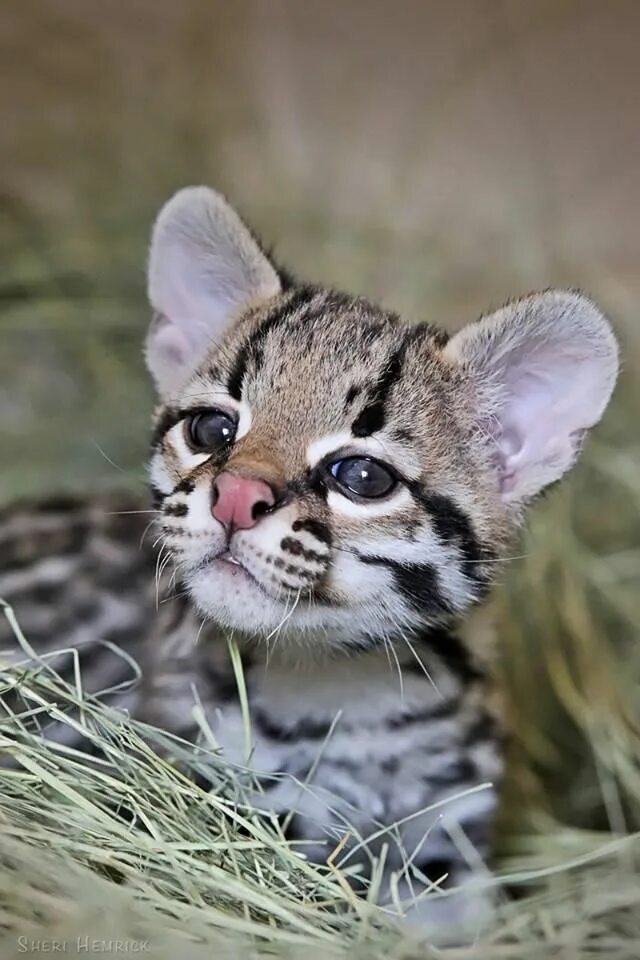 Оцелот котенок фото Ocelot Kitten Born At Cameron Park Zoo, Aztec Considered A 'Miracle Baby' PHOTOS