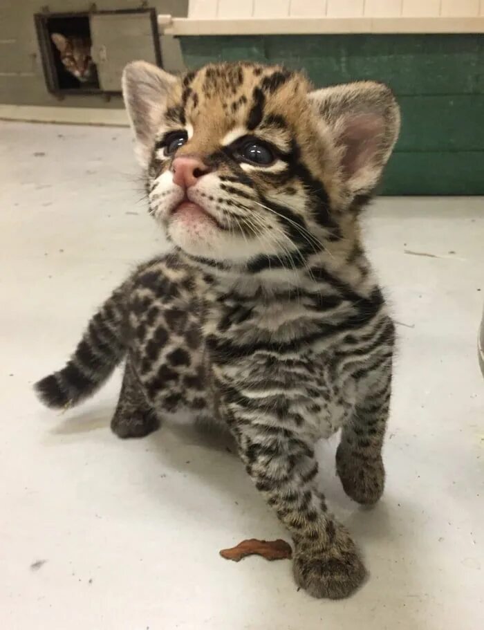 Оцелот котенок фото Just look at this cute ocelot kitten - Animals Baby animals pictures, Baby anima