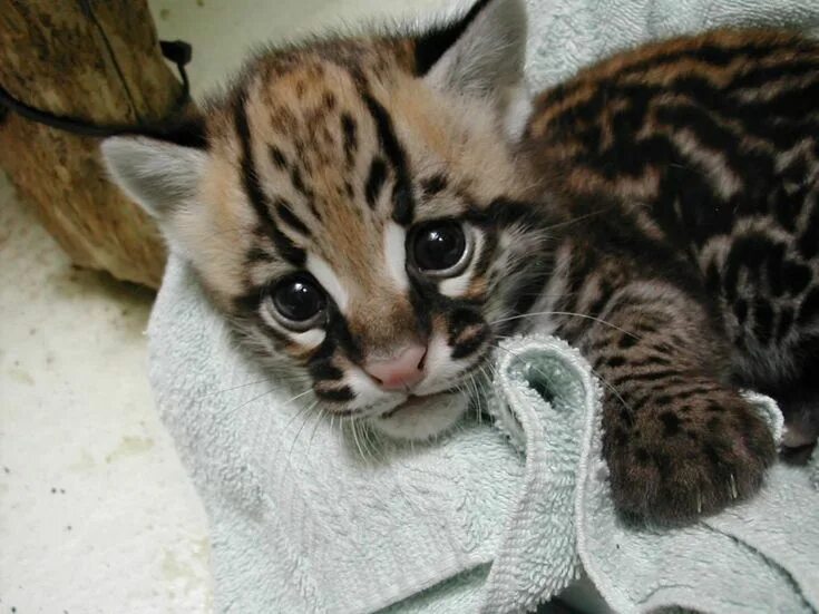 Оцелот котенок фото My friend breeds ocelots Cute animals, Cute cats, Kittens cutest