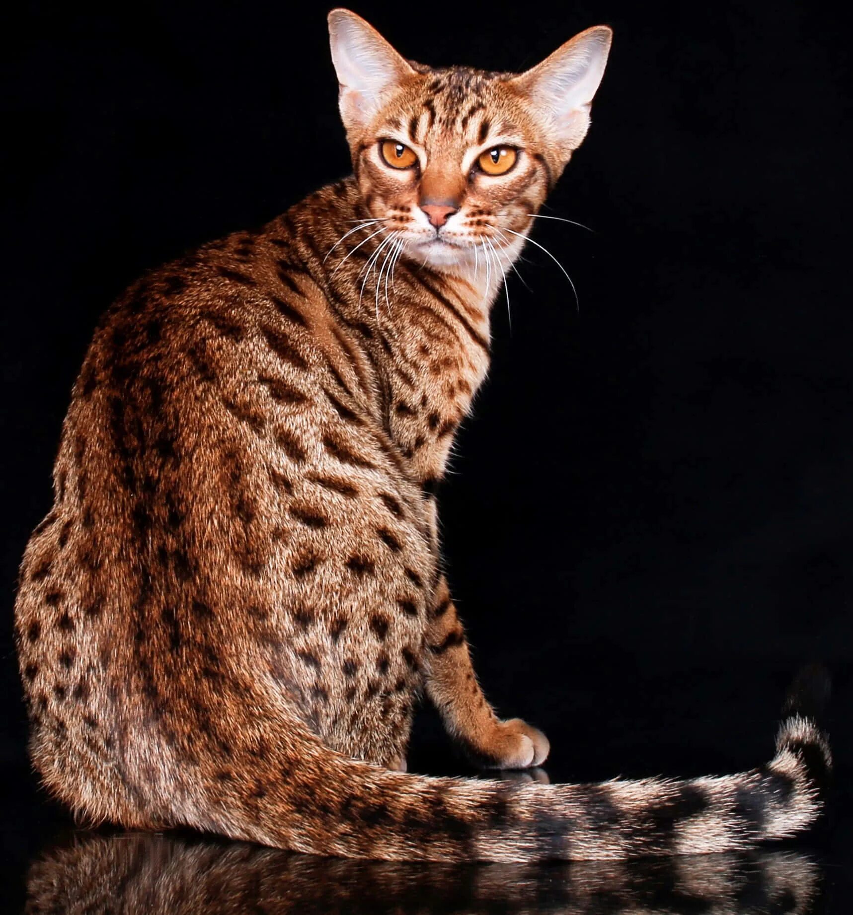 Оцикет кошка фото Download Ocicat Relaxing on a Cozy Couch Wallpaper Wallpapers.com
