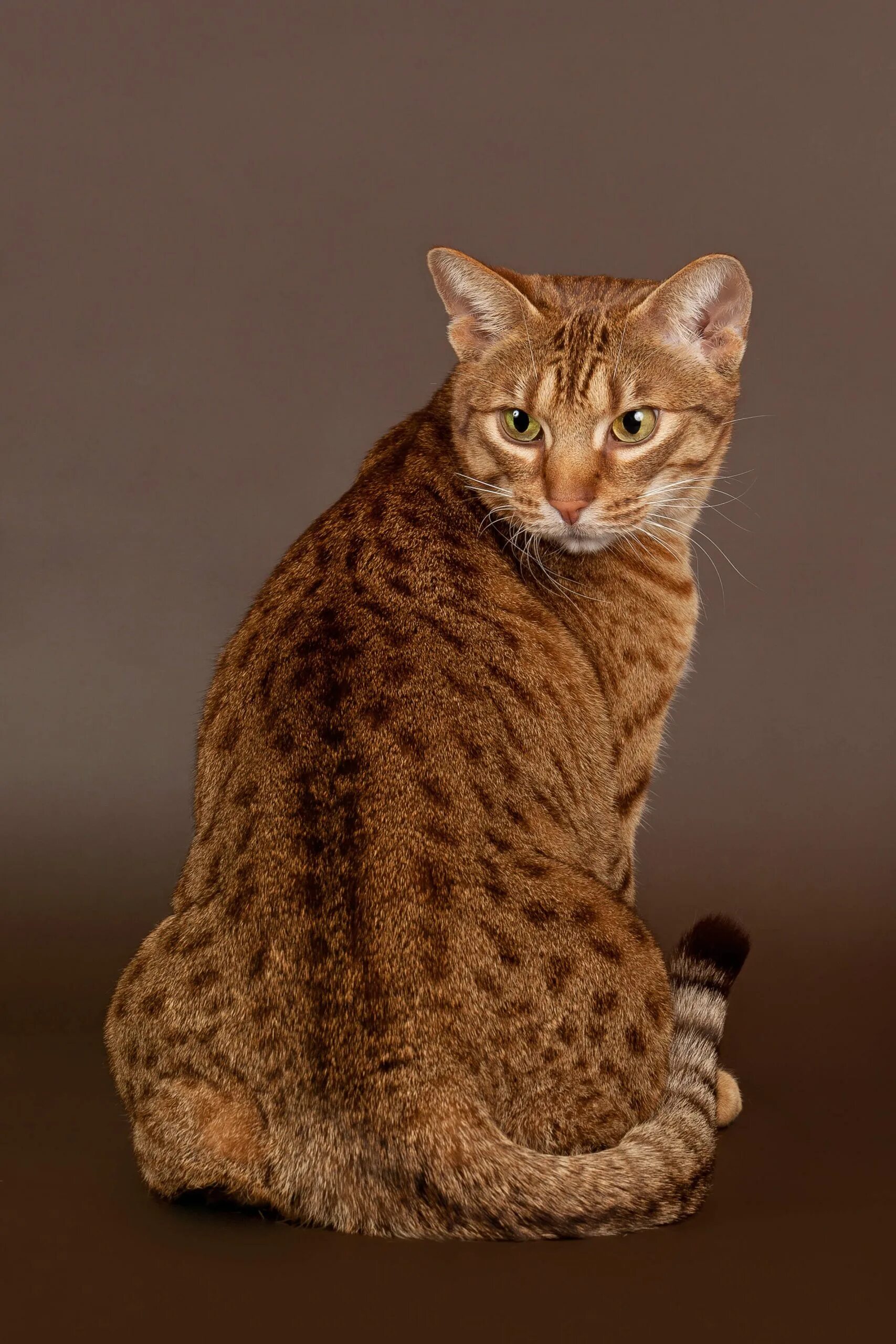 Оцикет кошка фото Ocicat Cat’s Best