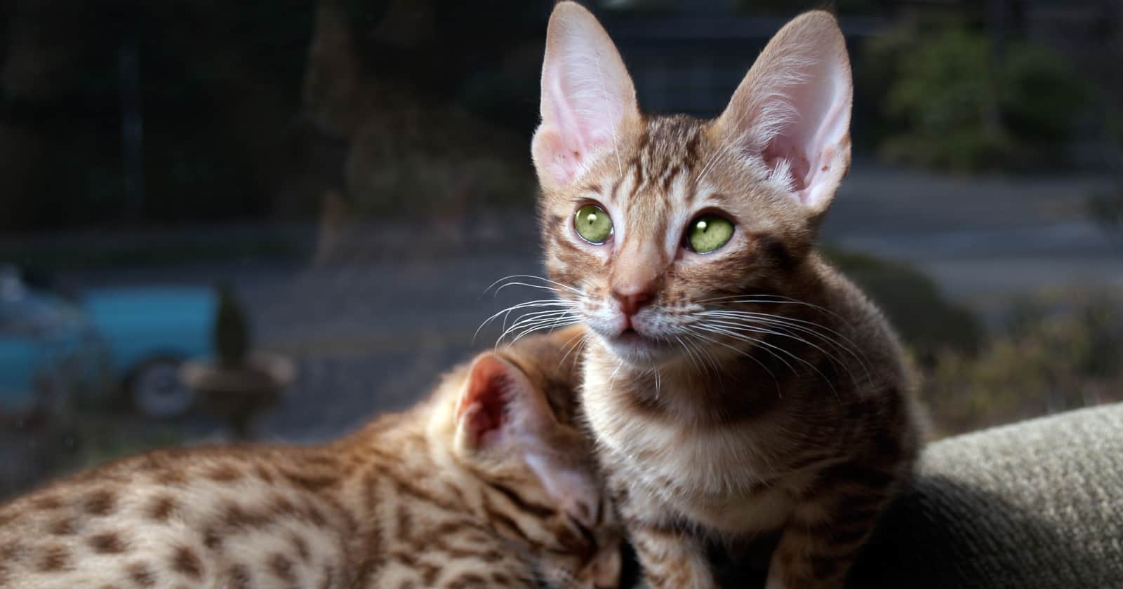Оцикет кошка фото 11 Striped Cat Breeds That You'll Instantly Fall For
