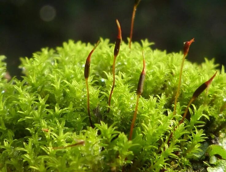 Отдел мохообразные фото Barbula unguiculata Plante