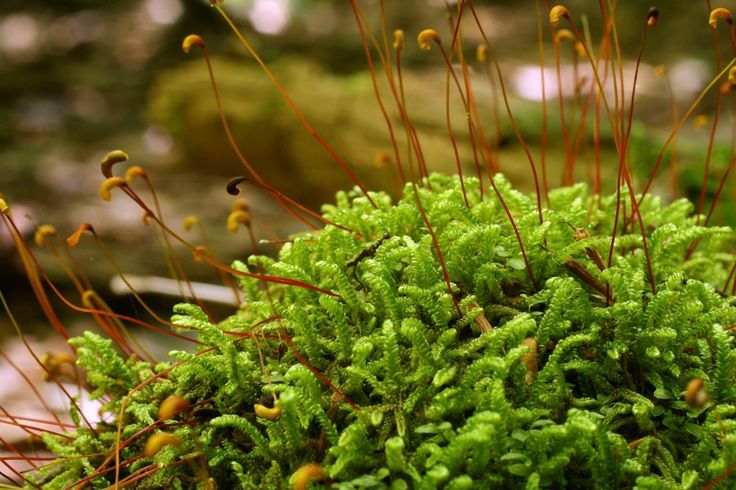 Отдел мохообразные фото Hypnum curvifolium Moss, Miniature garden, Mosses images