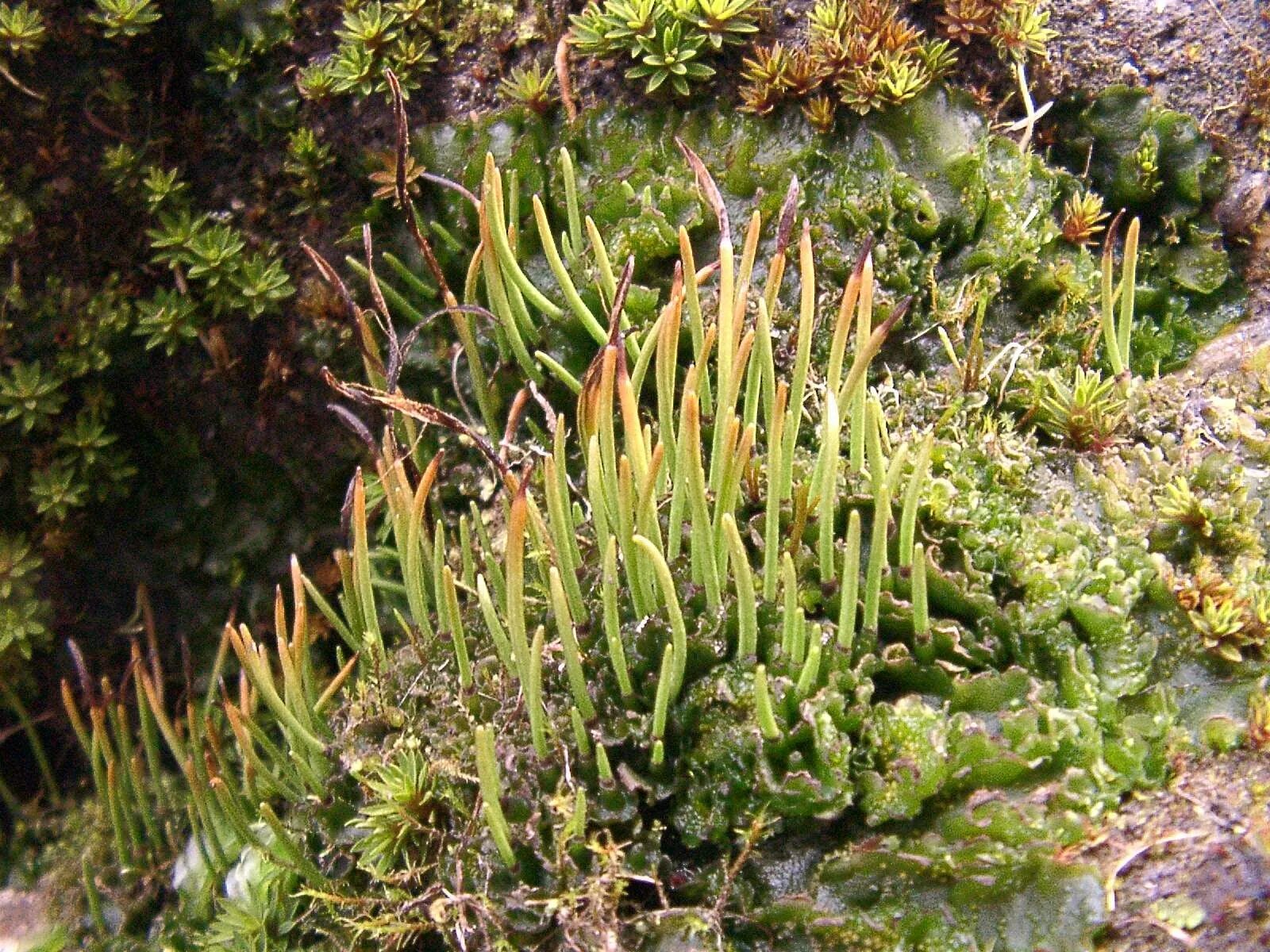 Отдел мохообразные фото neat hornwort Plant life, Plants, Nature