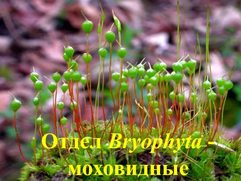 Отдел моховидные фото Скачать презентацию на тему Отдел Bryophyta - моховидные