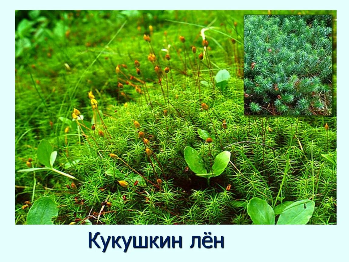 Отдел моховидные фото Отдел Моховидные