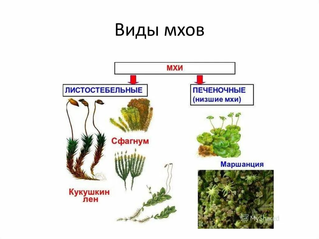 Отдел моховидные фото Низшие растения мхи фото - Arhids.ru