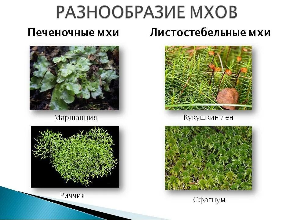 Отдел моховидные фото Картинки МОХ КАКОЙ ОТДЕЛ РАСТЕНИЙ