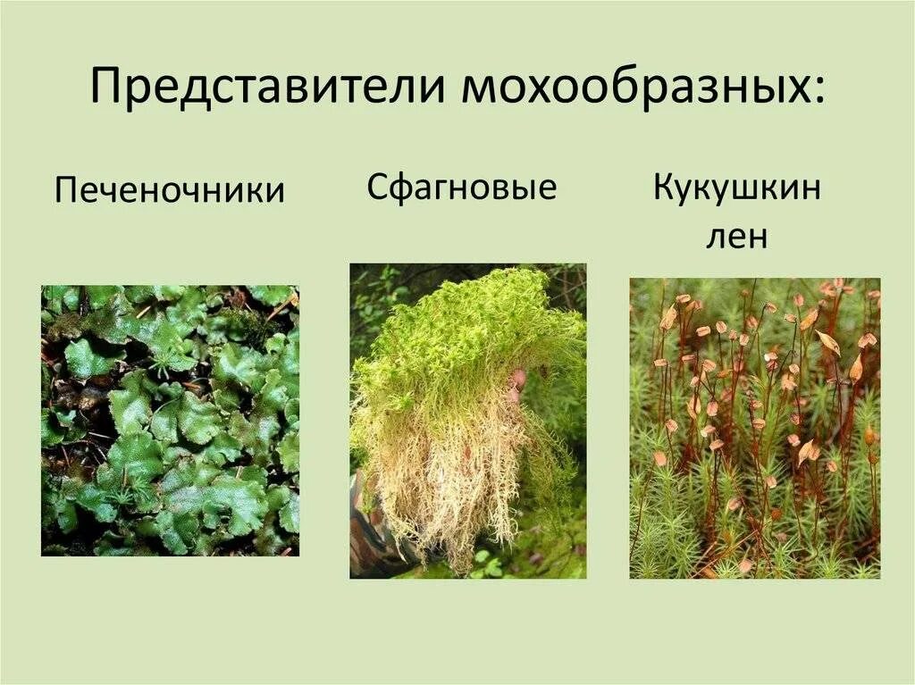 Отдел моховидные фото Какие бывают мхи картинки