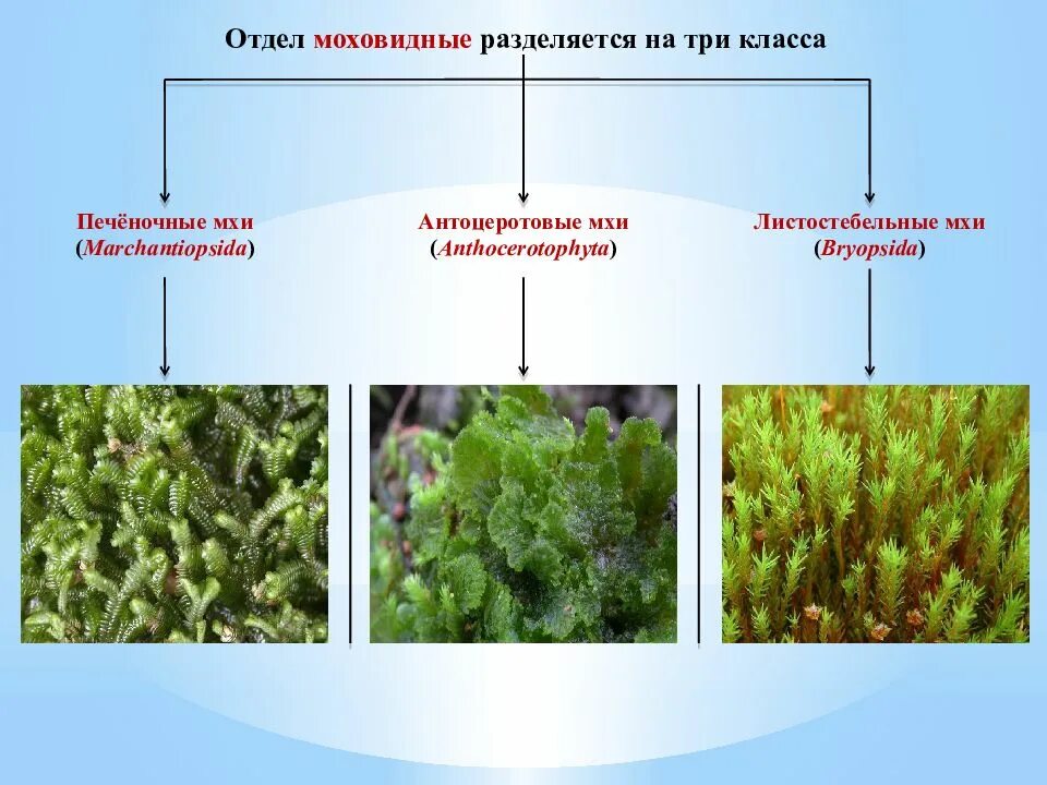 Отдел моховидные фото Картинки К КАКОМУ ОТДЕЛУ ОТНОСИТСЯ МОХОВИДНЫЕ