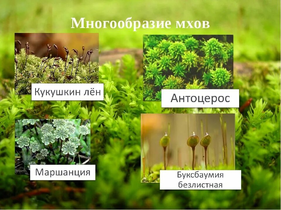 Отдел моховидные фото Бывают названия мхов