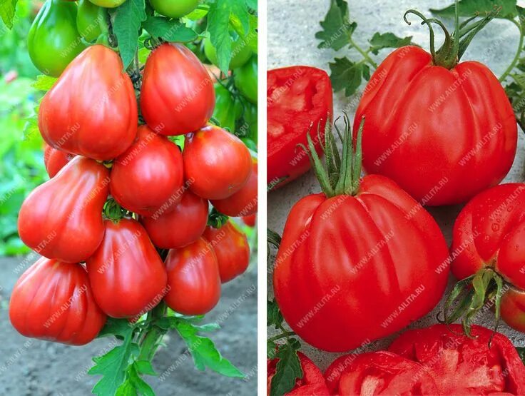 Отзывы фото сорта помидор 5 сортов томатов для засолки и салатов - отличный урожай даже в холодное лето! О