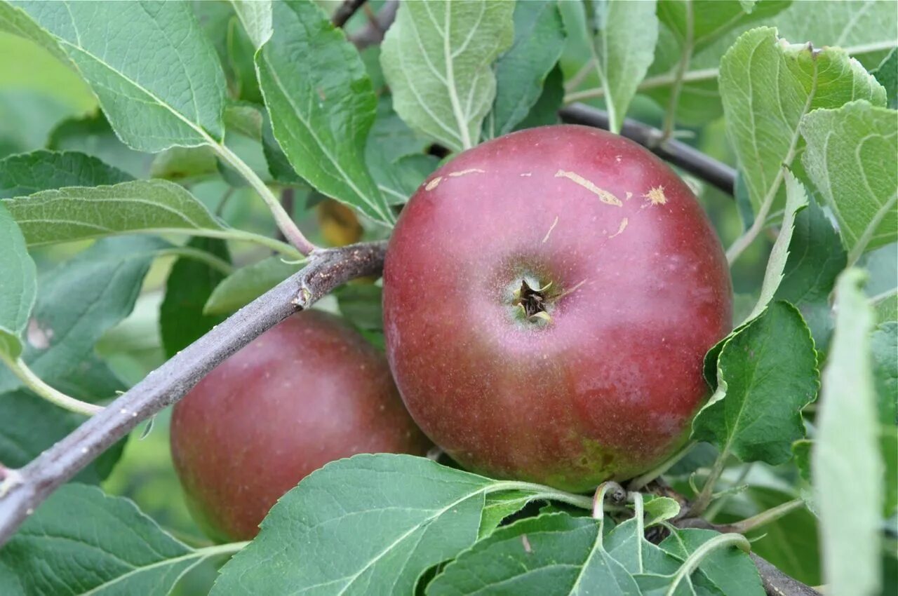 Отзывы яблони лучшие сорта фото сорт коваленковское Fruit, Food, Apple