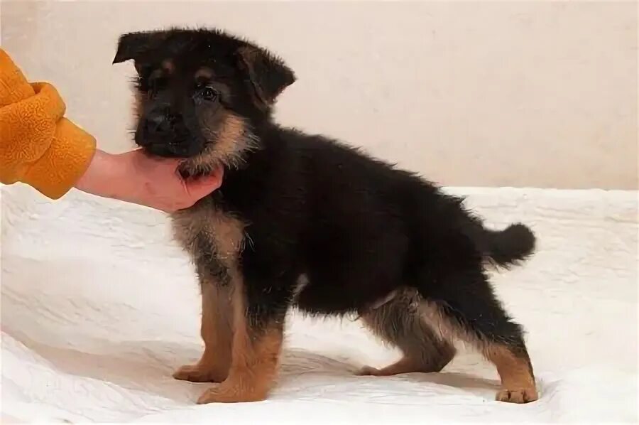 Овчарка 1 5 месяца фото The physical condition of a healthy dog. 1) The skin. Healthy skin should be fir