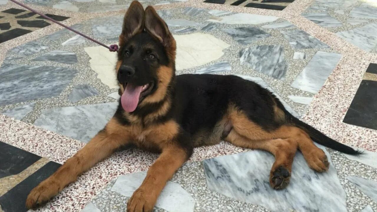 Овчарка 1 5 месяца фото Best quality German shepherd dog for sale in very low price German Shepherd pupp