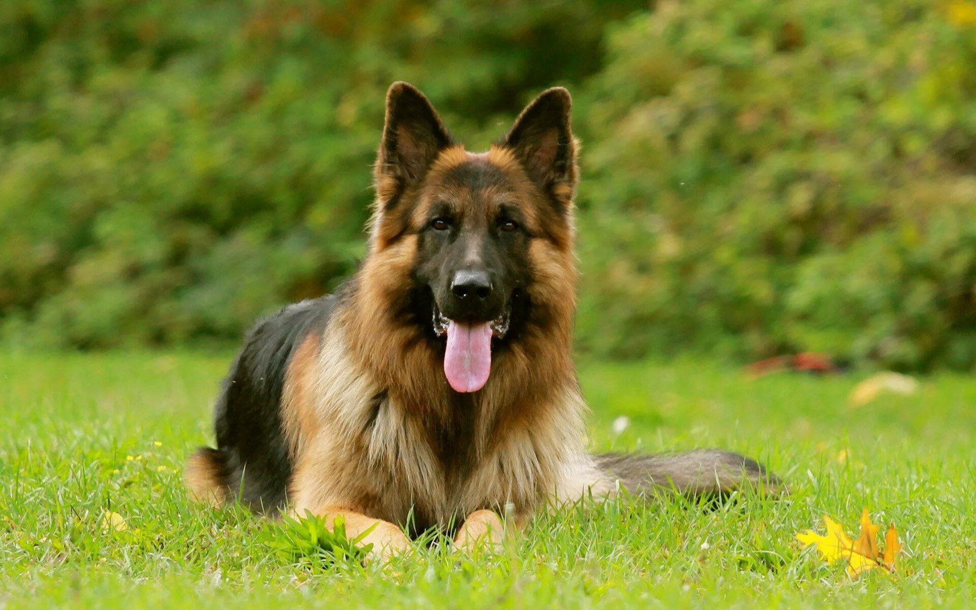 Овчарка 1 фото Download Bright German Shepherd Dog Wallpaper Wallpapers.com