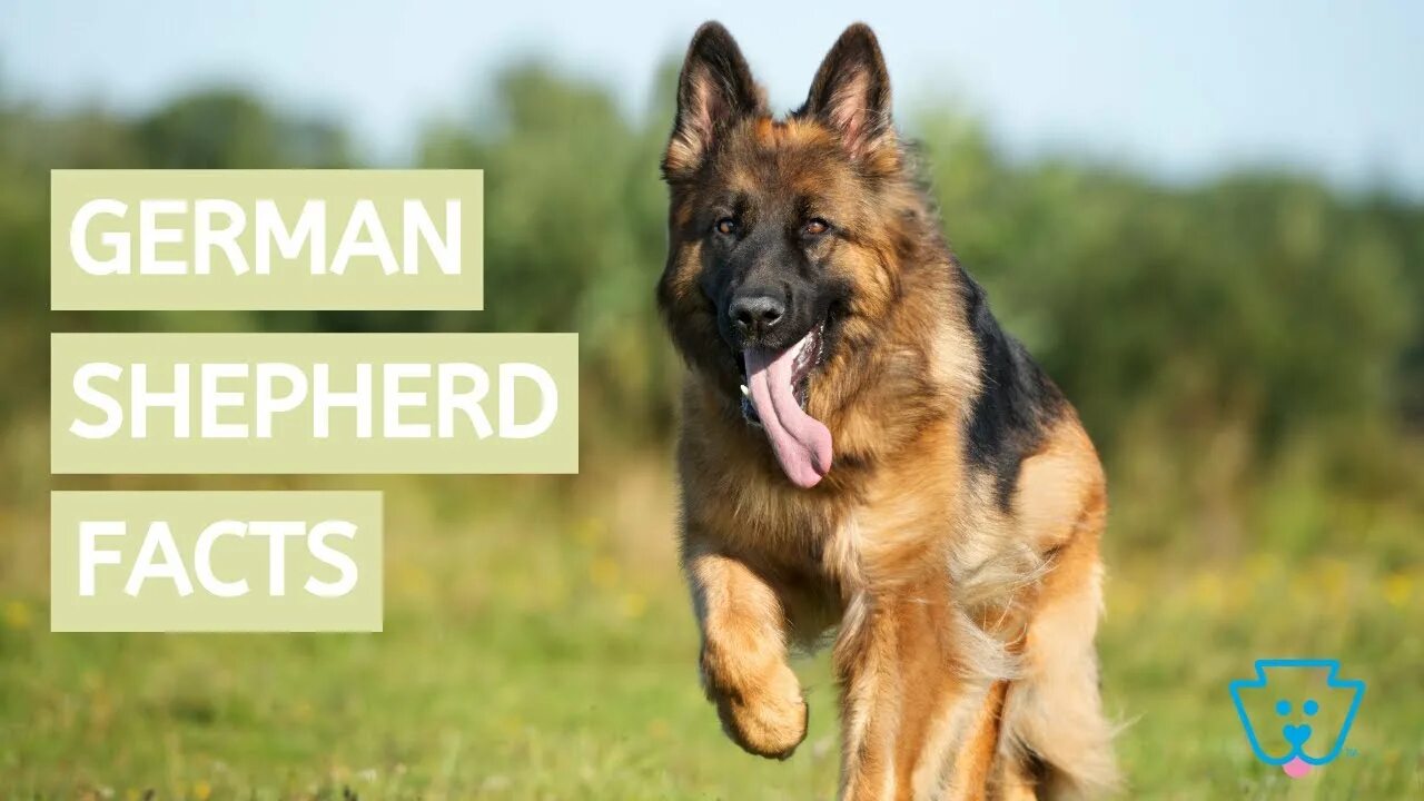 Овчарка 1 фото EVERYTHING YOU NEED TO KNOW ABOUT GERMAN SHEPHERDS KEYSTONE PUPPIES - YouTube