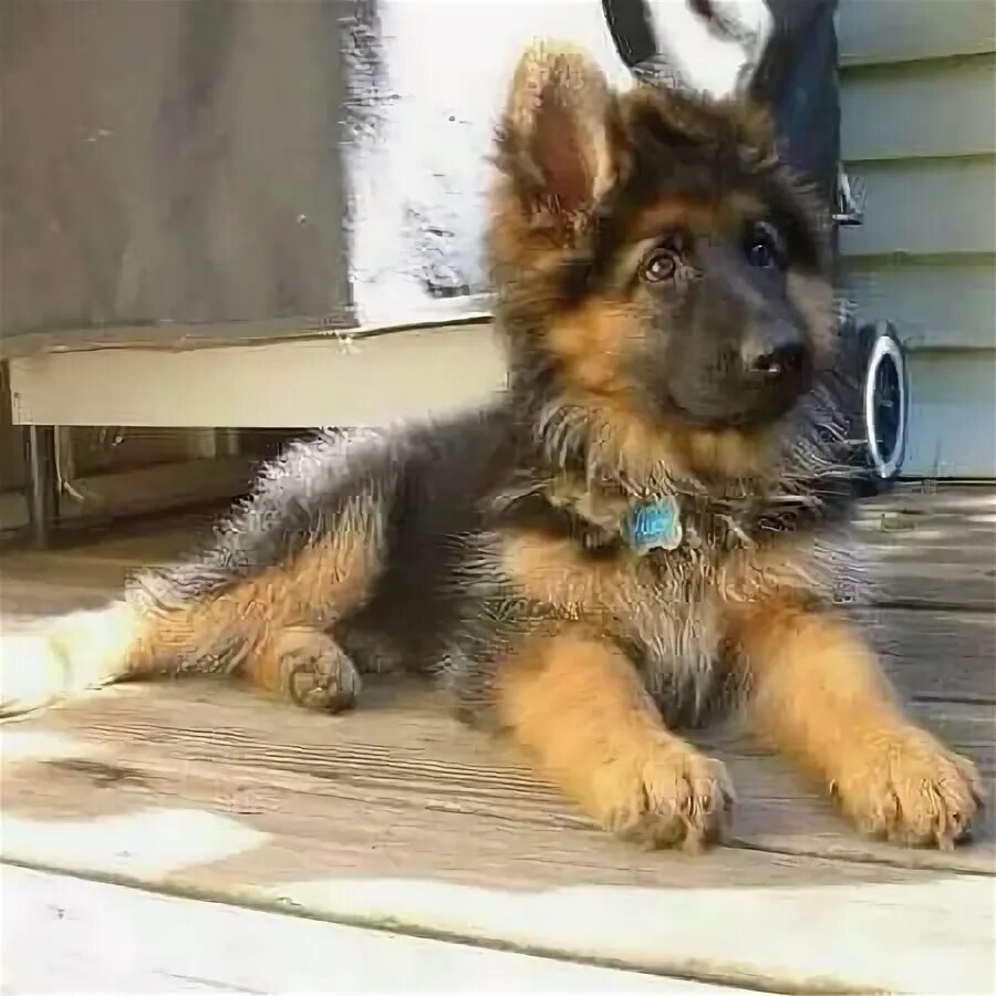 Овчарка 2 года фото Pin von Barbara Rathmanner auf Schäferhund pup ❤ Hundebabys, Babyhunde, Hunde