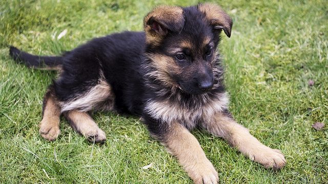 Овчарка 2 года фото Pin de Usuario de Pinterest en German shepherd puppies Cachorros adorables, Cach