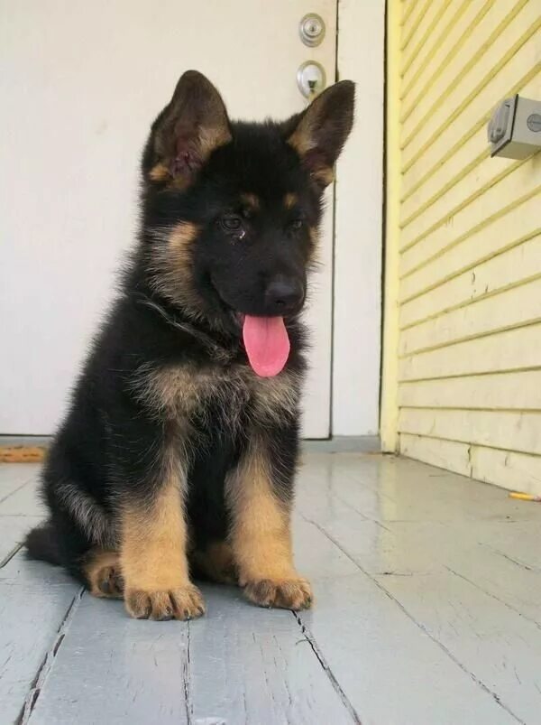 Овчарка 2 года фото Funny German Shepherd meme for dog lovers, click here to check out this hilariou