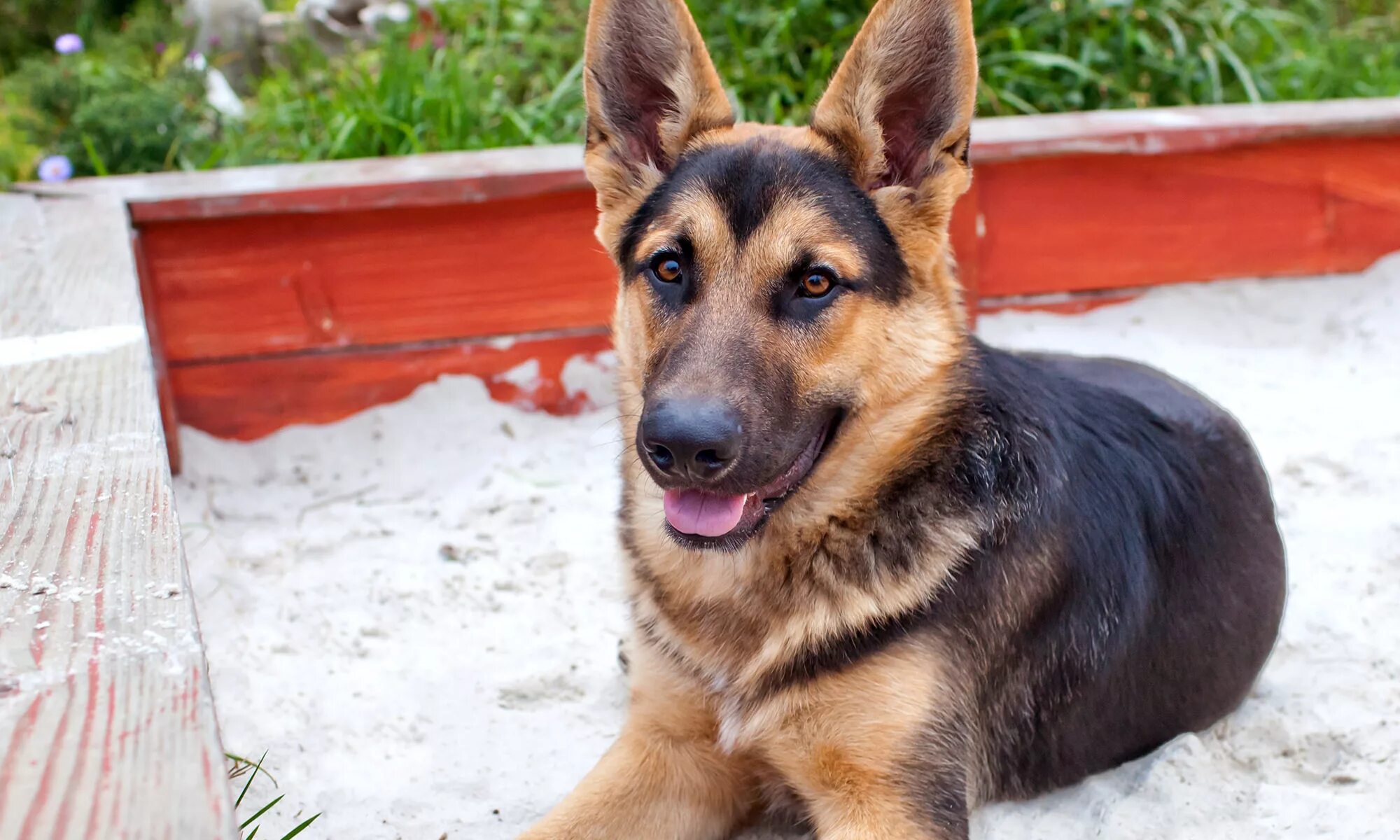 Овчарка 2 года фото DIY Backyard Playground Ideas for your Dog Blog