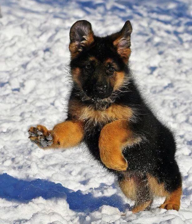 Овчарка 2 года фото Pin on Duitse herder Shepherd puppies, Dogs, German shepherd dogs