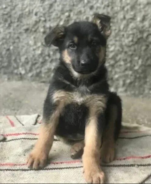 Овчарка 2 месяца фото I will sell a German Shepherd puppy for 2 months purebred large puppy price 6000