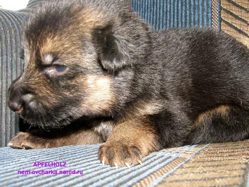 Овчарка 2 недели фото НЕМЕЦКАЯ ОВЧАРКА ЩЕНКИ ОТ ZWINGER VOM APFELHOLZ PUPPIES